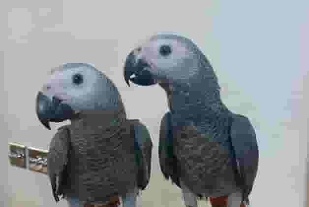 African Grey parrot