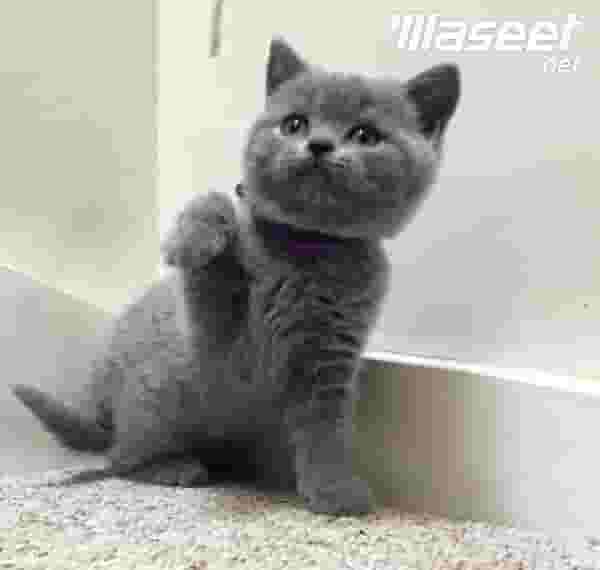 British shorthair Kitten