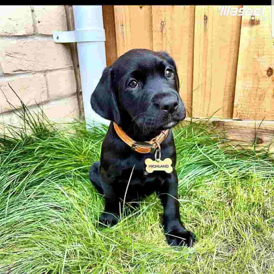 Labrador Puppies