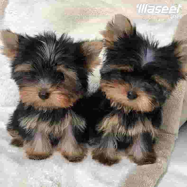 Yorkshire Terrier puppies