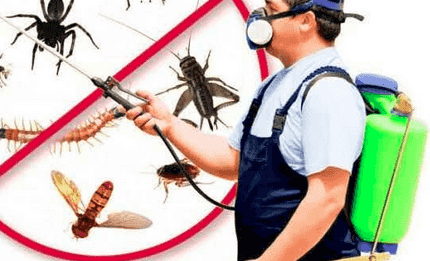 شركة مكافحة الحشرات