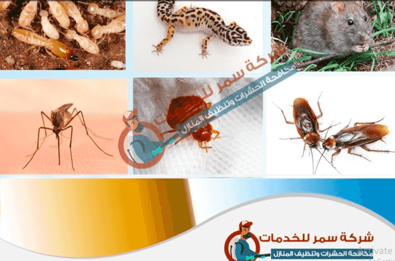 شركة مكافحة الحشرات