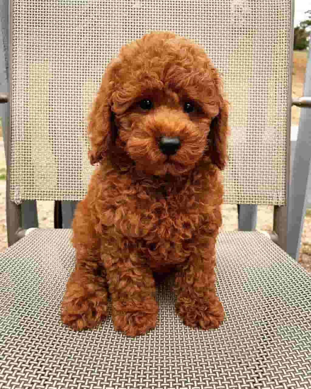 Poodle puppies available