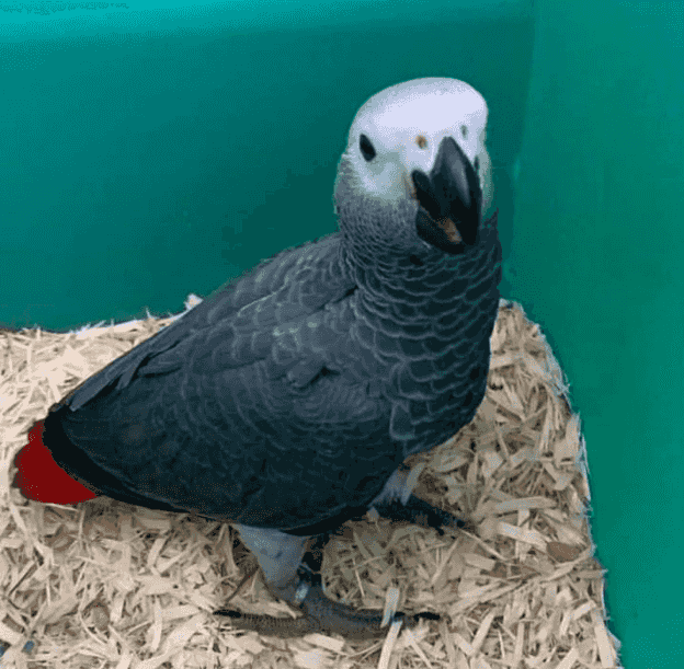 African gray parrot (Congo)