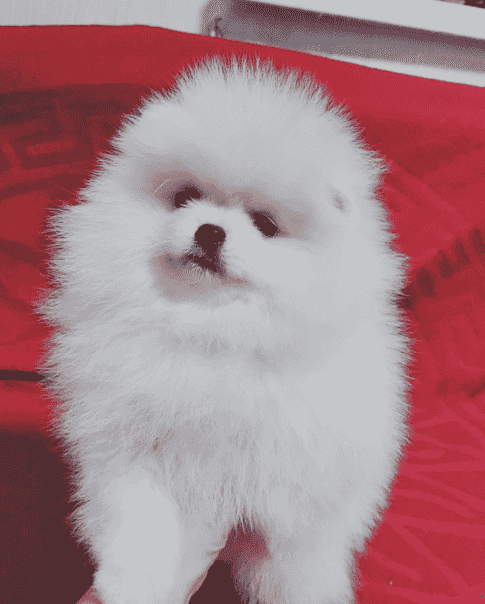 Pomeranian puppy