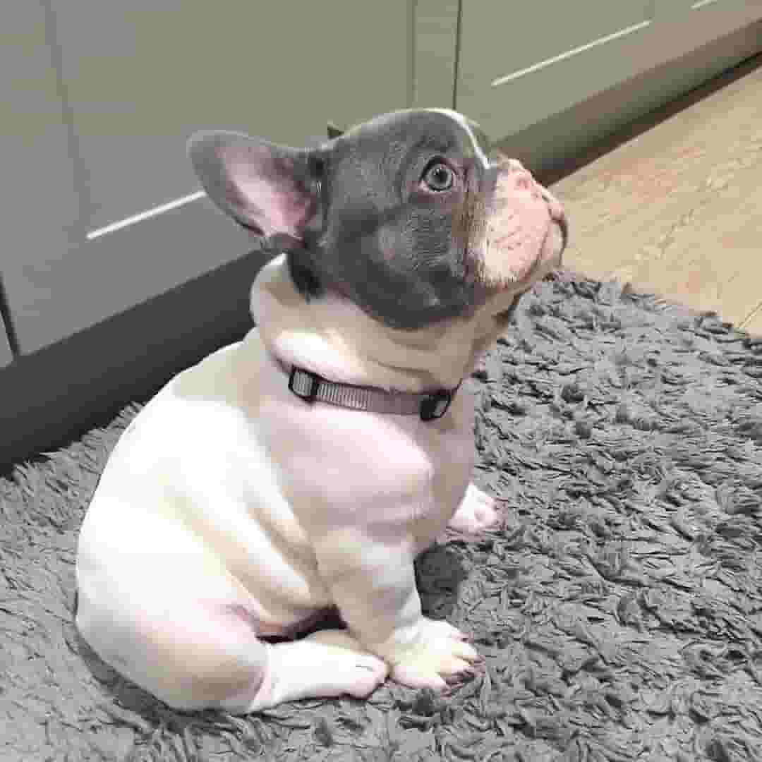French Bull Dog Puppy