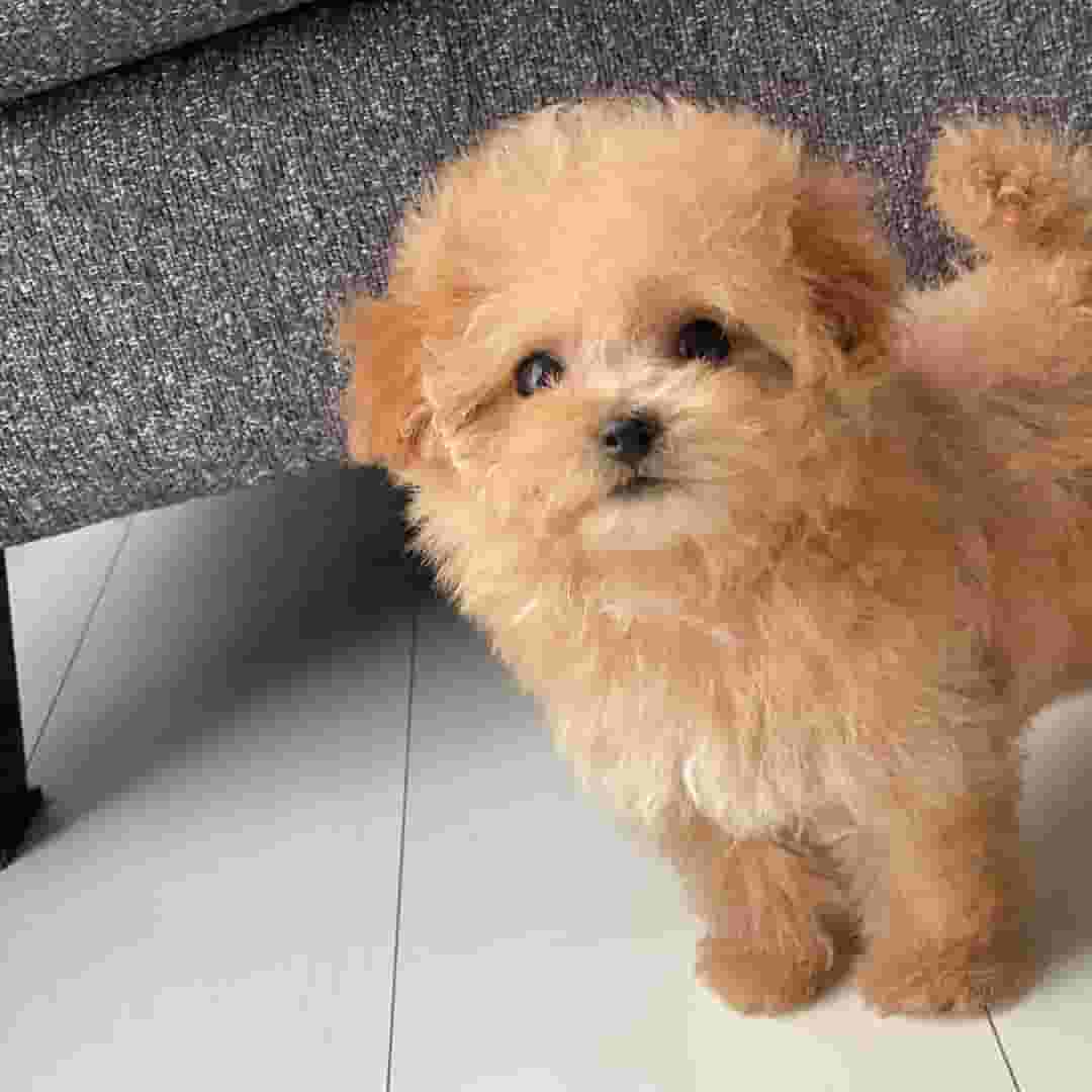 Toy poodle dog for sale 