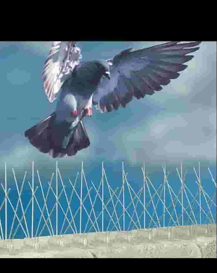 Repellents for pigeons and birds