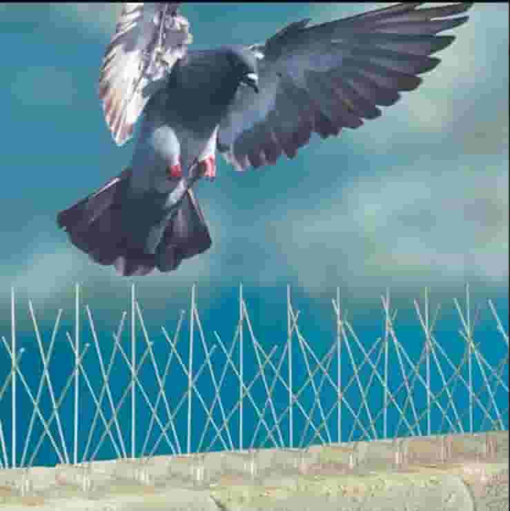 Repellents for pigeons and birds