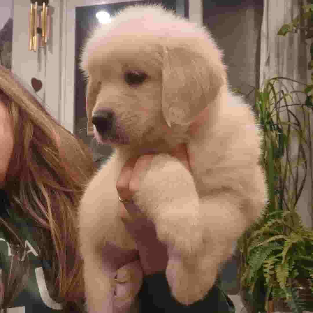 Golden Retriever dogs