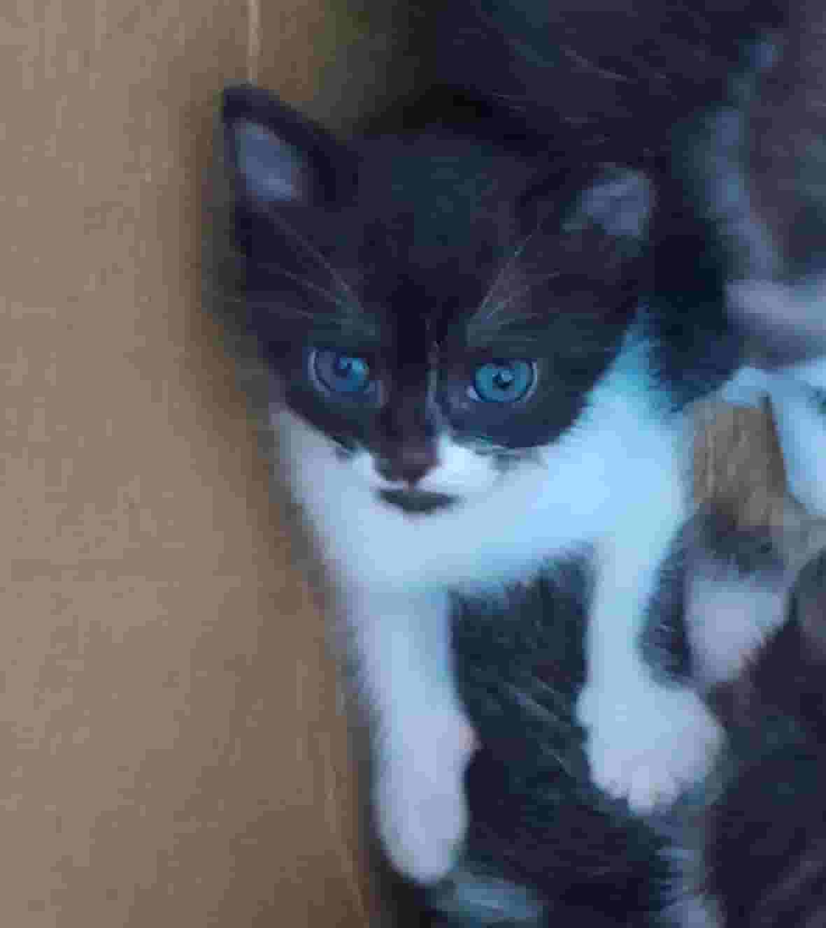 Scottish straight female