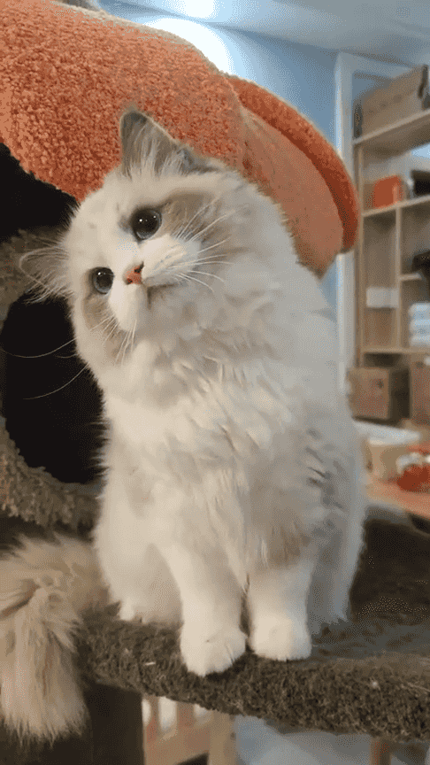 Ragdoll kitten for free adoption