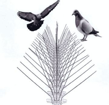 Repellents for pigeons and birds
