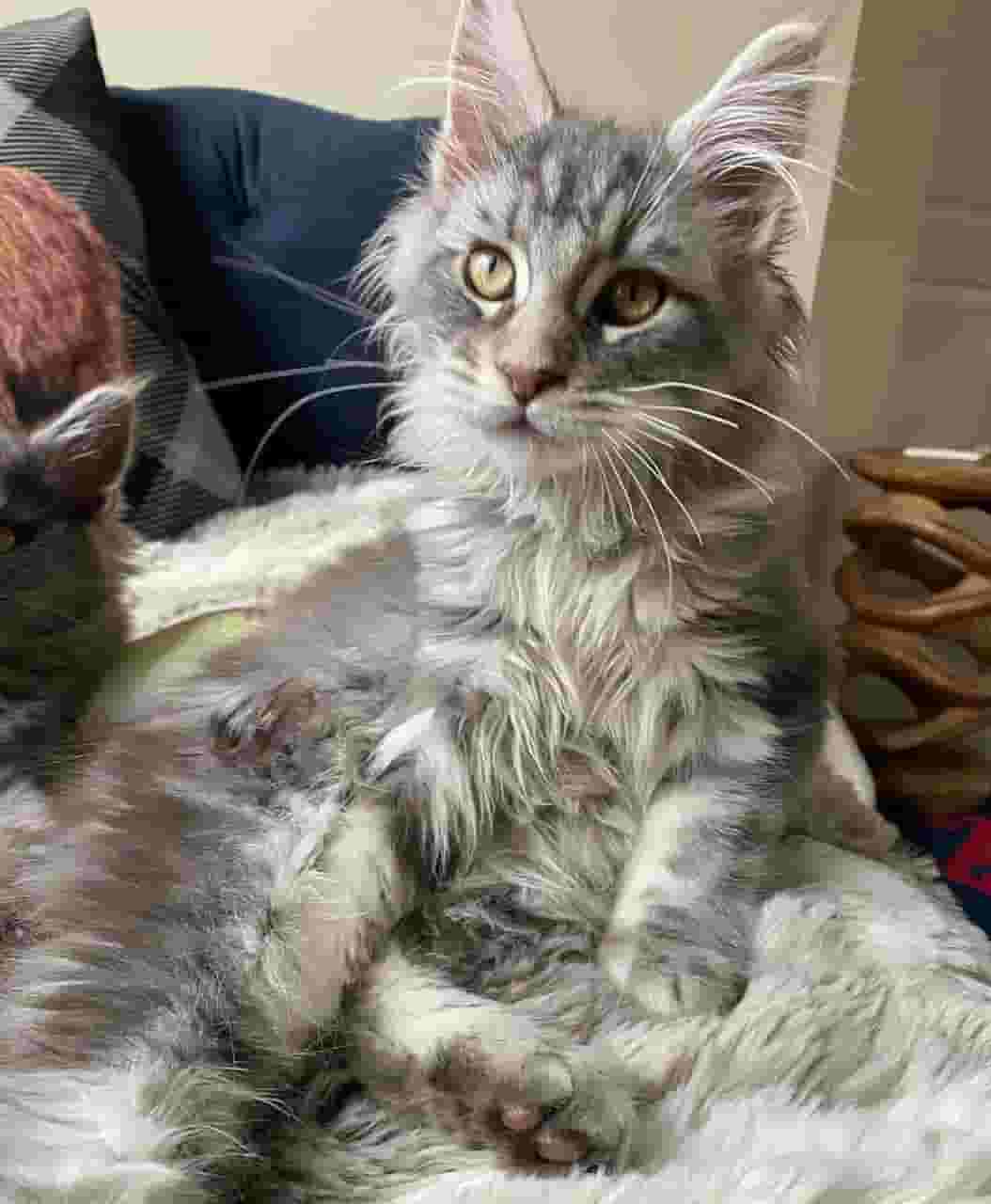 Mainecoon kittens for adoption