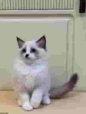 Ragdoll cats for adoption