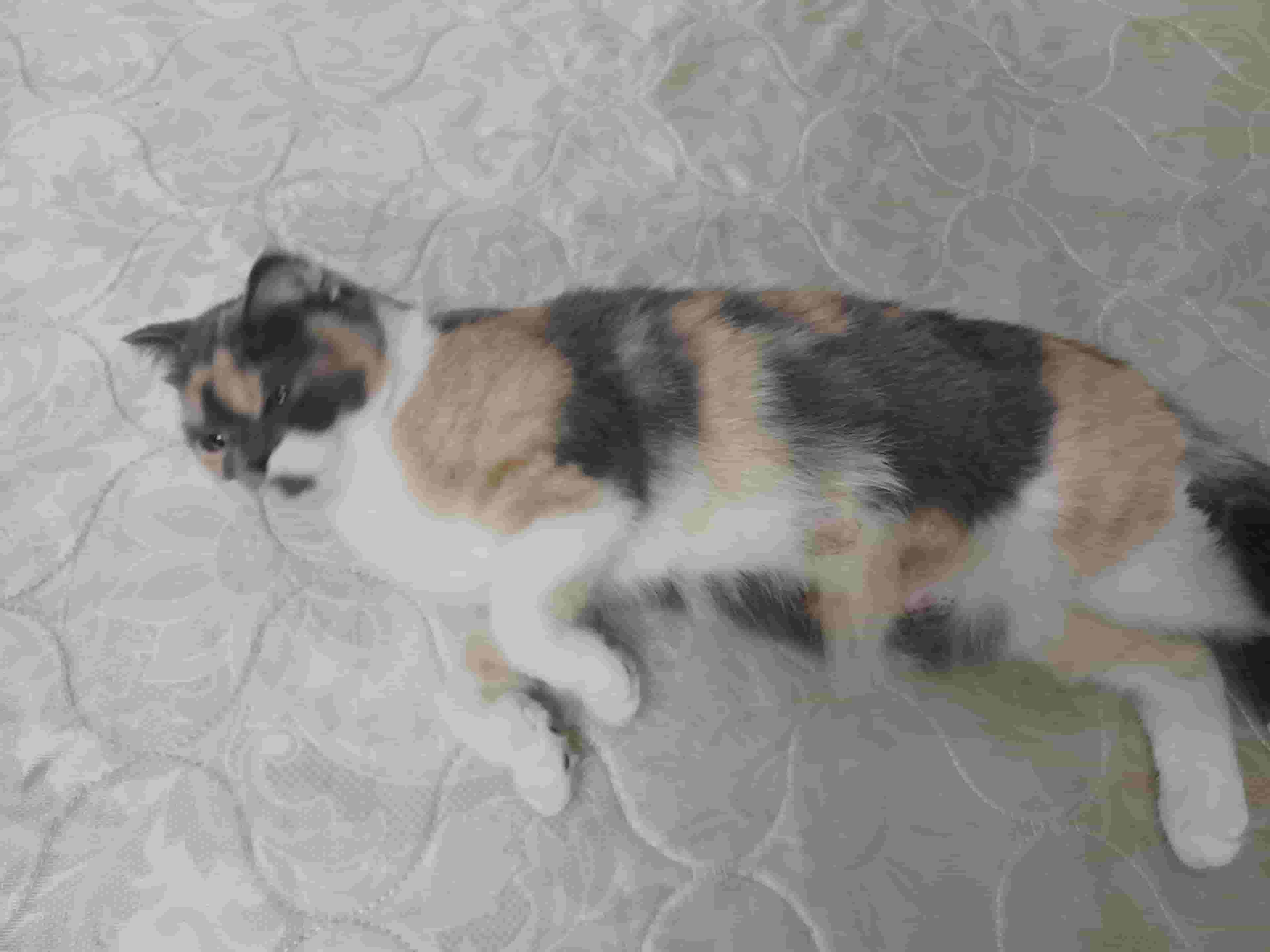 قطة سكوتش وشيراز للتبني