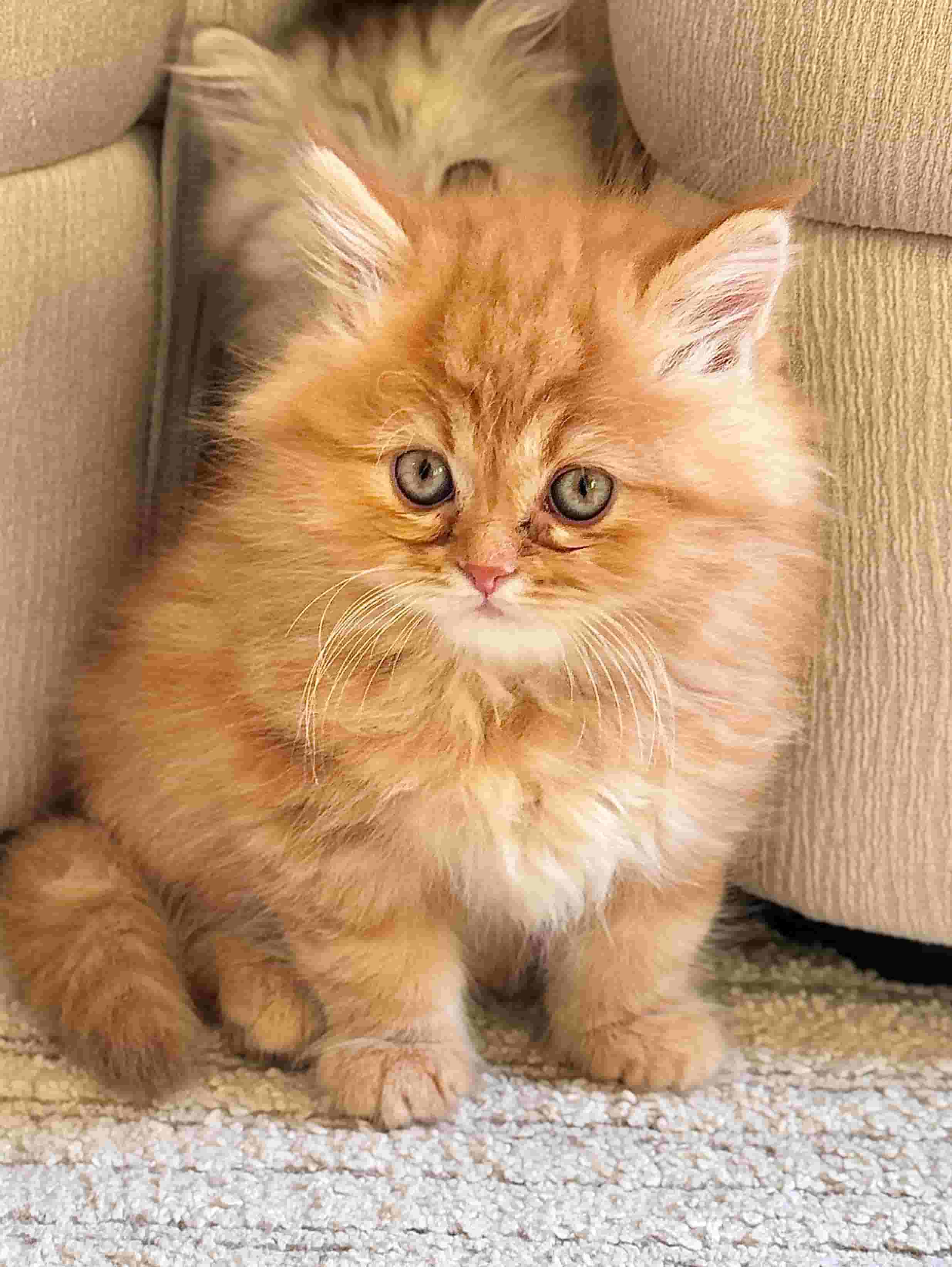 قطه العمر 8 أسابيع