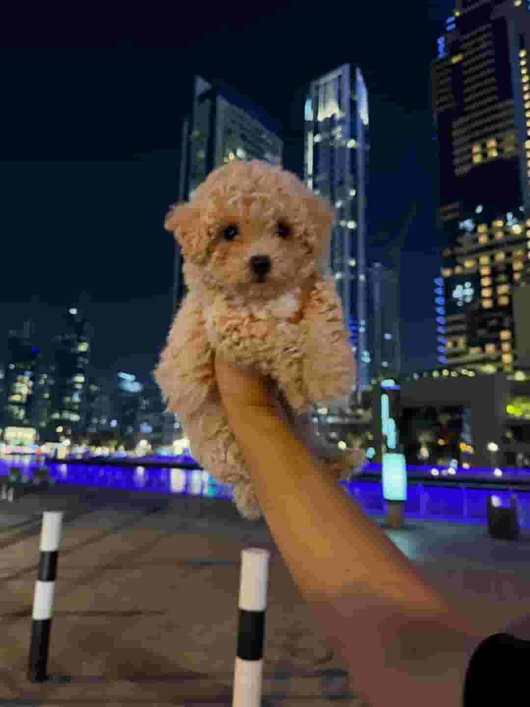 Maltipoo Puppy