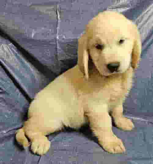 Golden Retriever Puppy