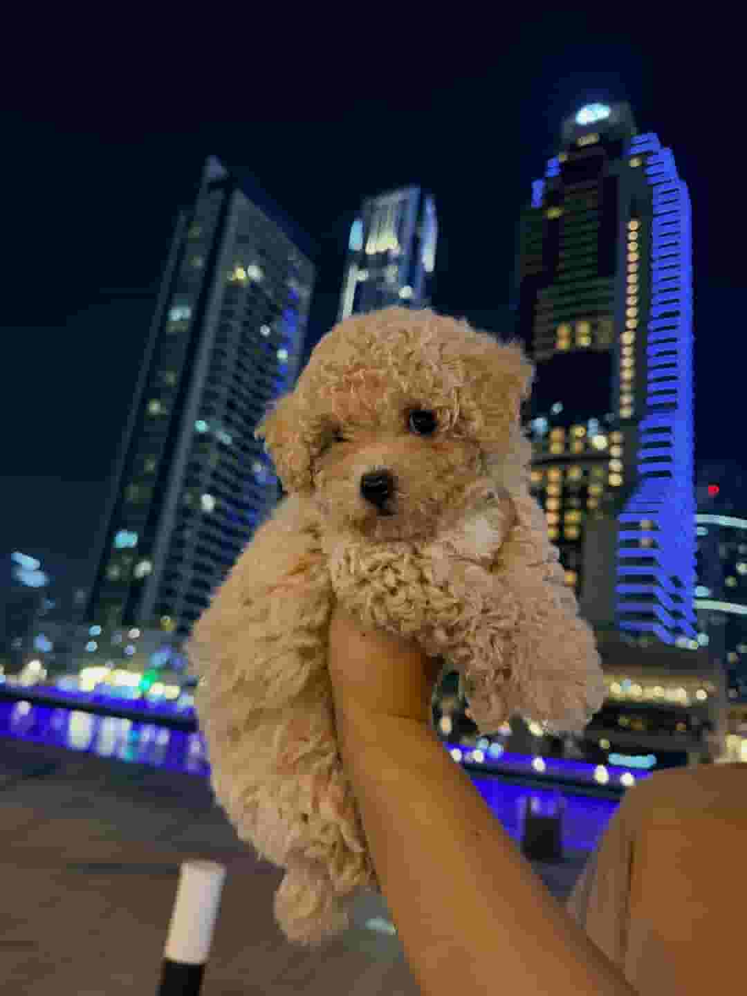 Maltipoo Puppy