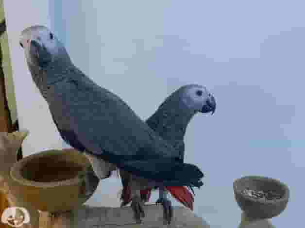 African Grey Parrot