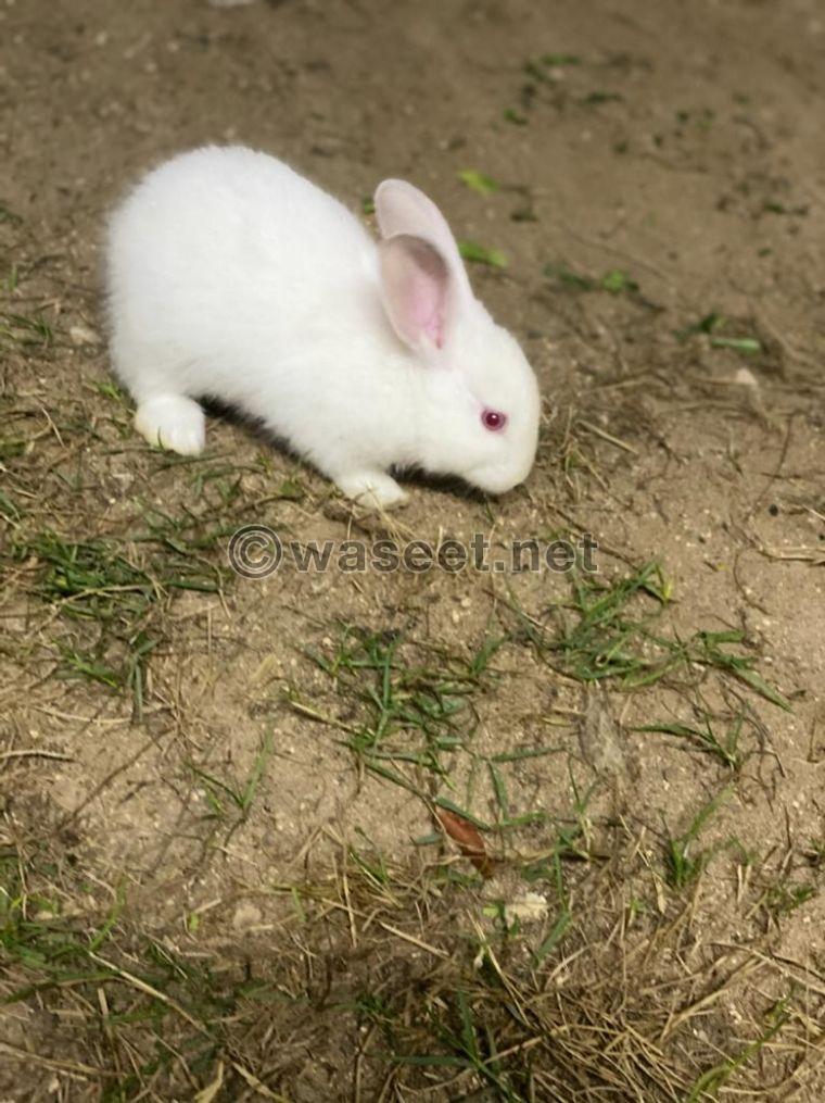 For sale a male rabbit 0
