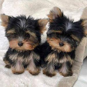 Yorkshire Terrier puppies 