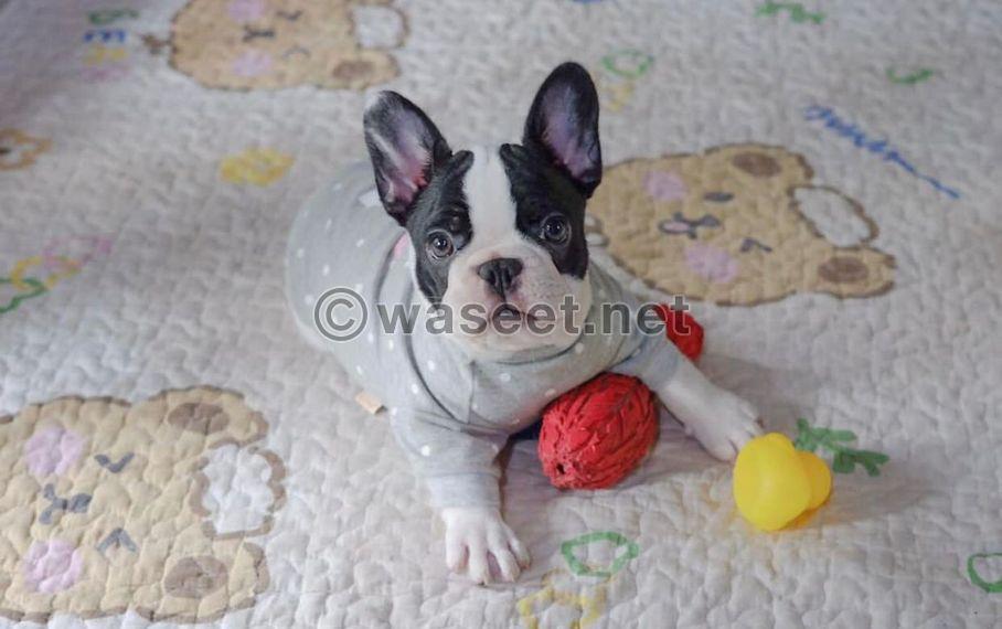 French Bull Dog  1