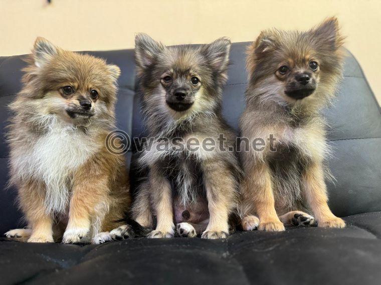 Pomeranian dogs 0