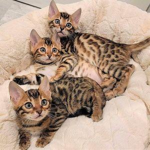 Bengal kittens Available