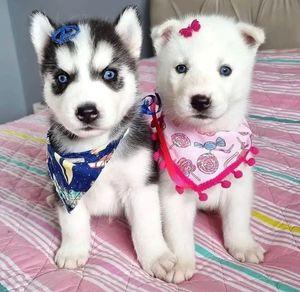 Siberian Husky Puppies