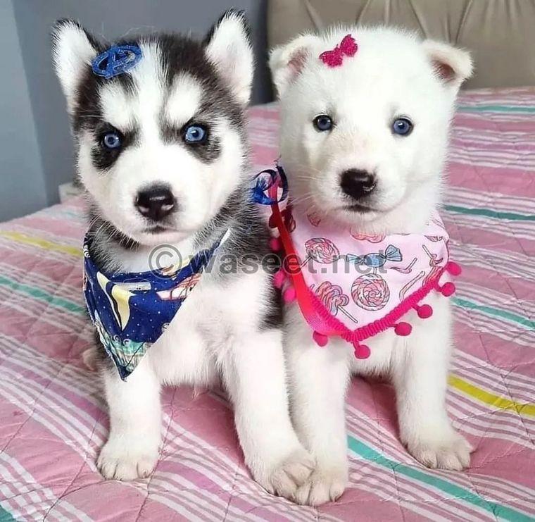 Siberian Husky Puppies 0