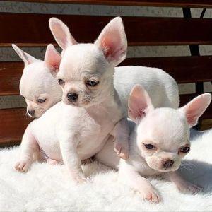 Chihuahua puppies