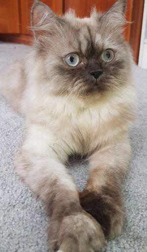 Himalayan Cat