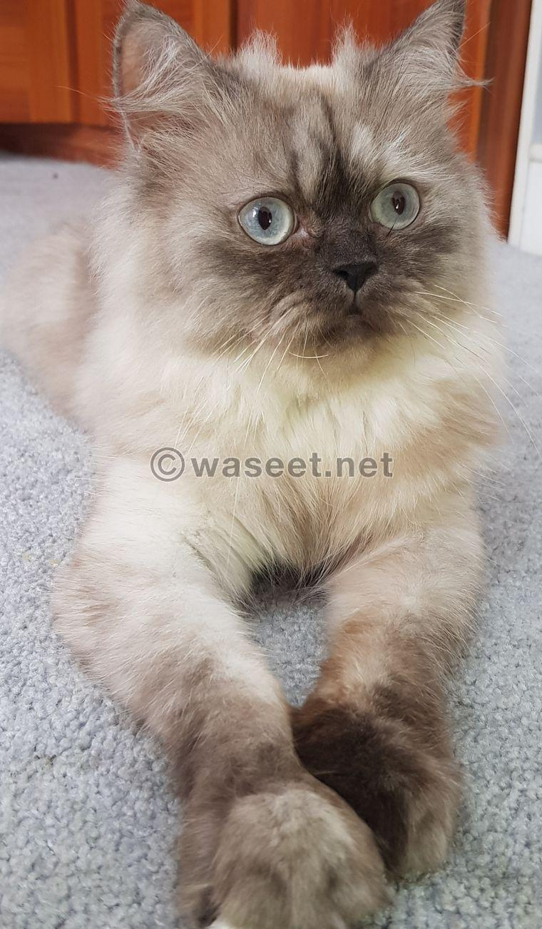 قطة هيمالايا  Himalayan Cat 0