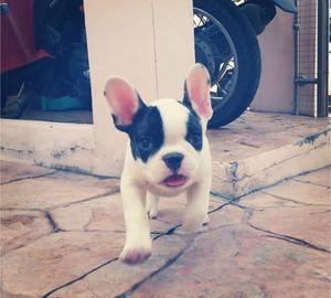 French Bull Dog 