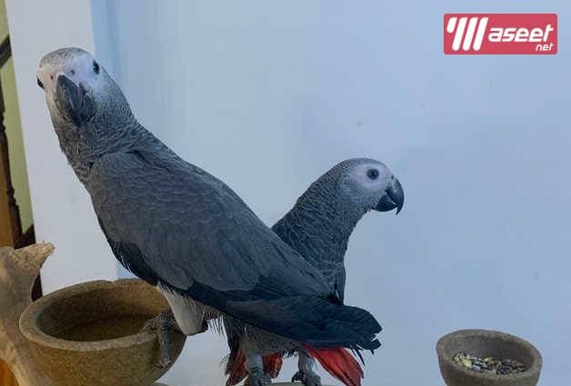 African Grey parrot 0