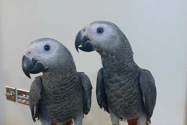 African Grey parrot 1