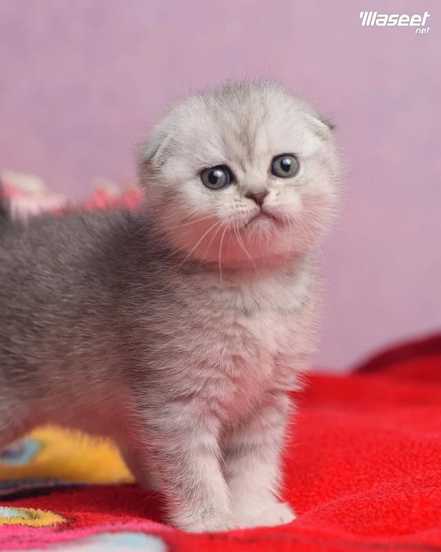 Scottish Fold Kitten