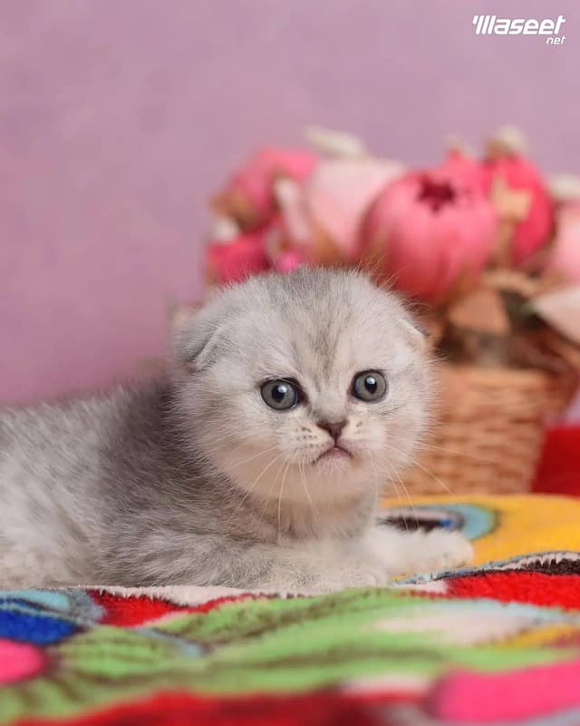 Scottish Fold Kitten