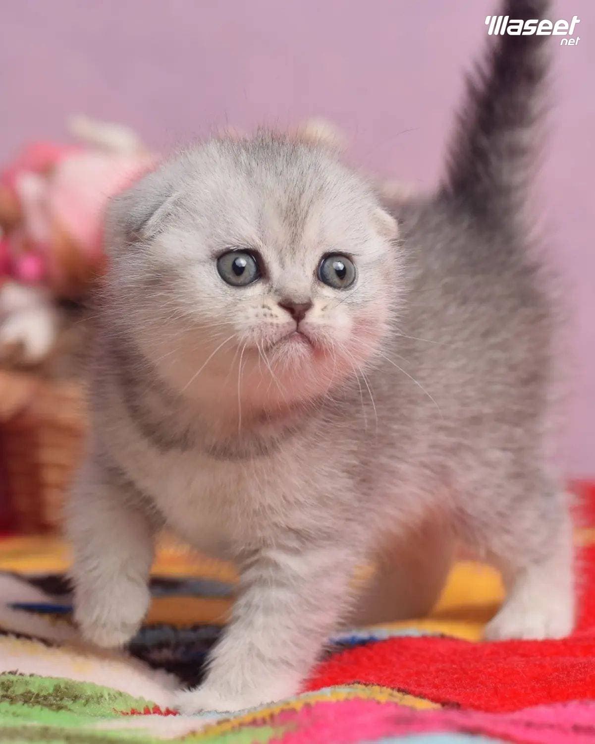 Scottish Fold Kitten 1
