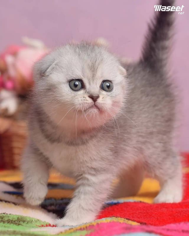 Scottish Fold Kitten