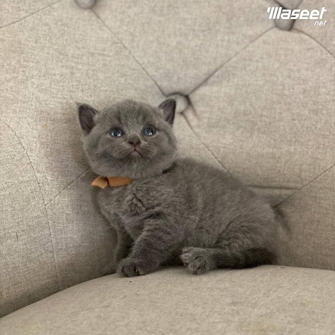 British shorthair Kitten 2