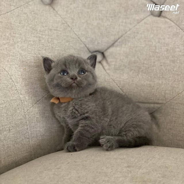 British shorthair Kitten