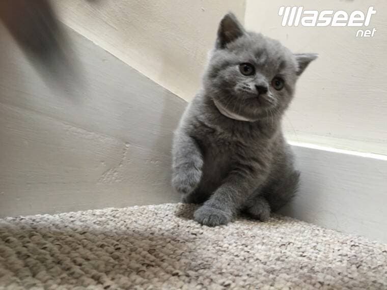 British shorthair Kitten 1