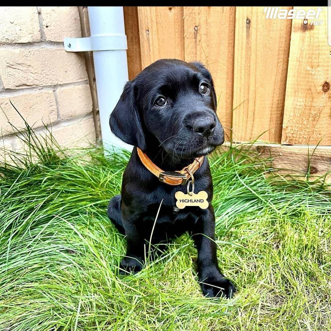 Labrador Puppies 0