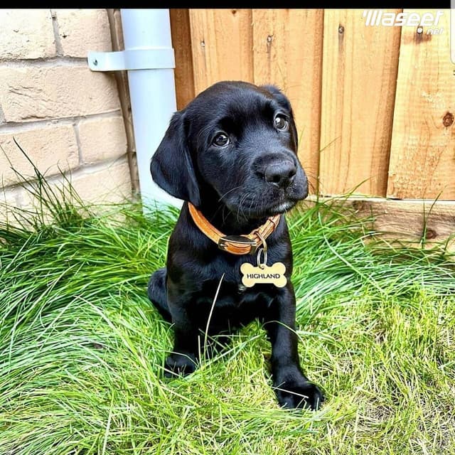 Labrador Puppies