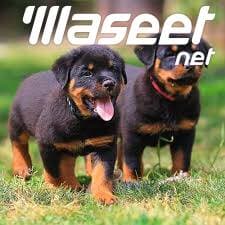 German Shepherd puppies 0