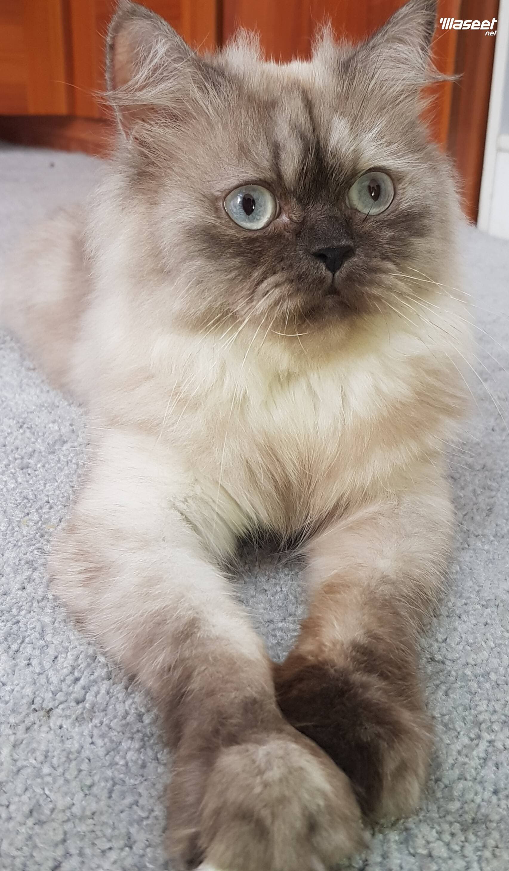 قطة هيمالايا  Himalayan Cat 0