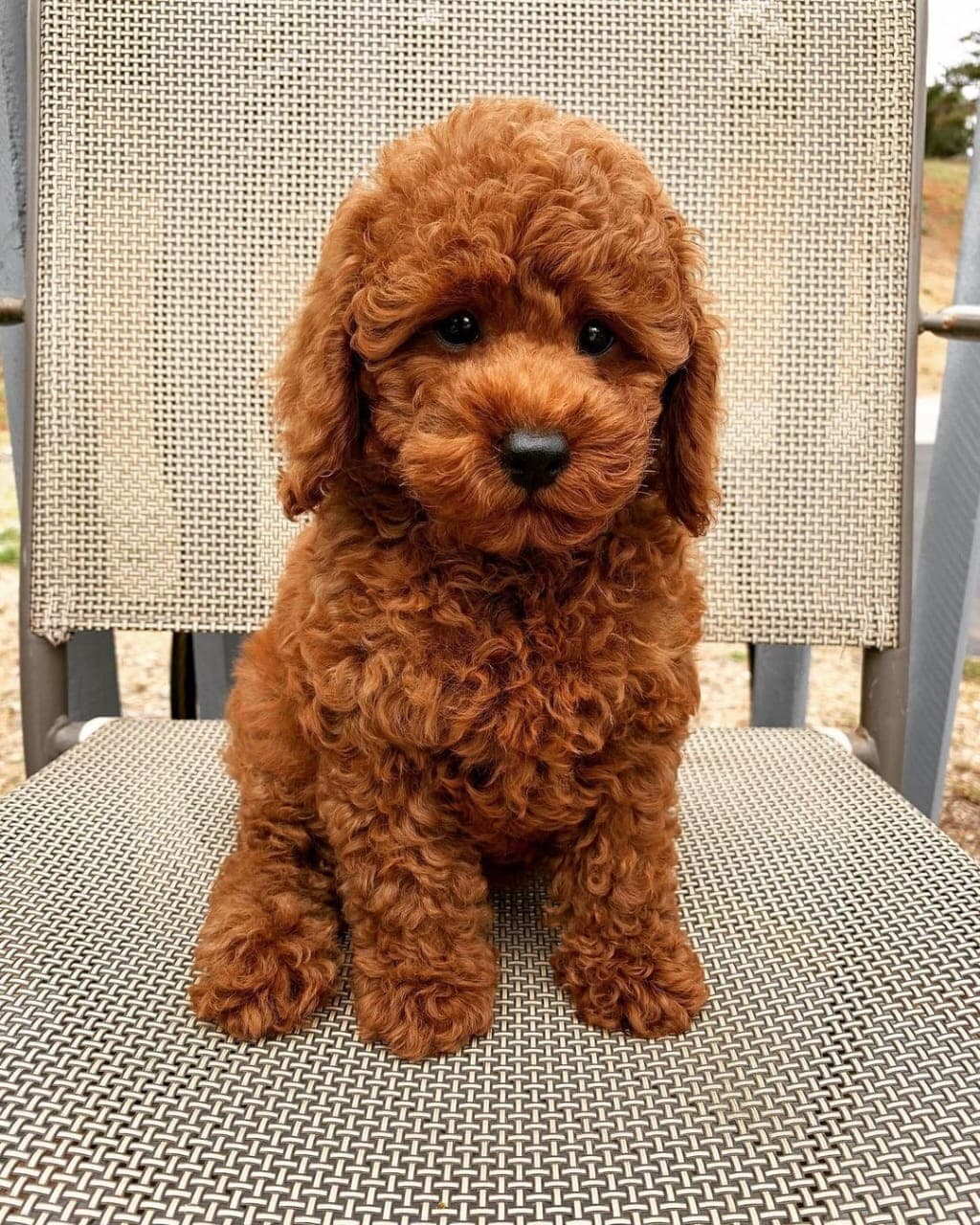 Poodle puppies available 0